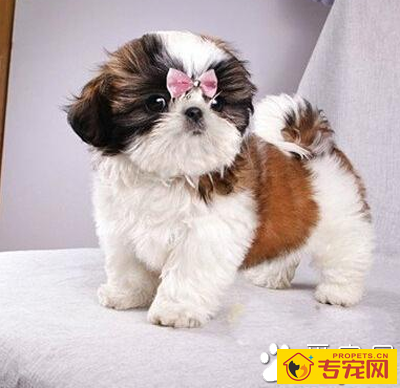 西施犬的寿命 一般寿命都在10年以上