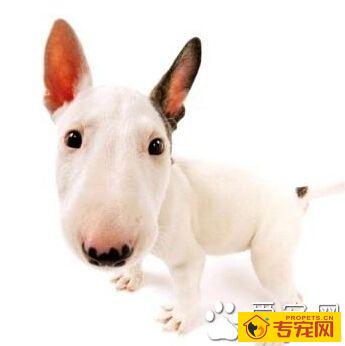 牛头梗智商 天资聪颖是比较聪明的梗犬