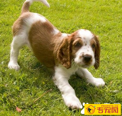 史宾格智商排名 该犬比较聪明易训练