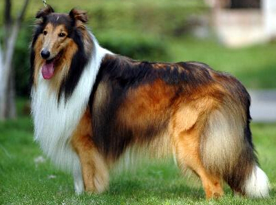 罗秦犬的形态特征 身躯紧凑匀称