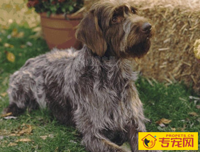 刚毛指示格里芬犬能长多大