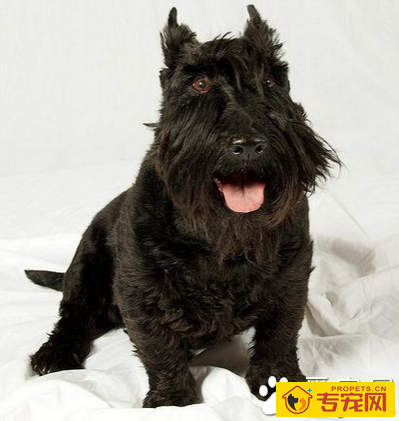 苏格兰梗怎么选 了解该犬的外形特征