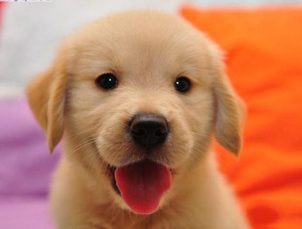 喂养纯种金毛幼犬要注意什么