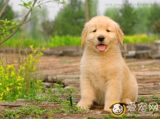 金毛幼犬便便呈果冻状怎么回事