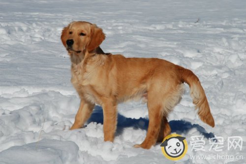 六个月金毛犬拉肚子的原因