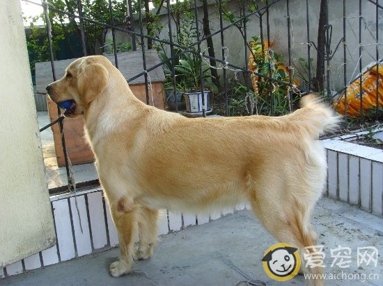 养母金毛犬要注意什么