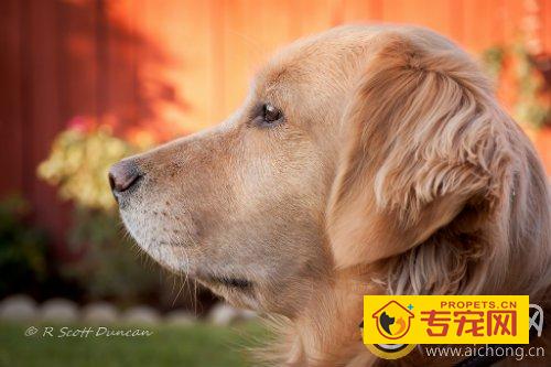 三个月金毛不吃饭的原因