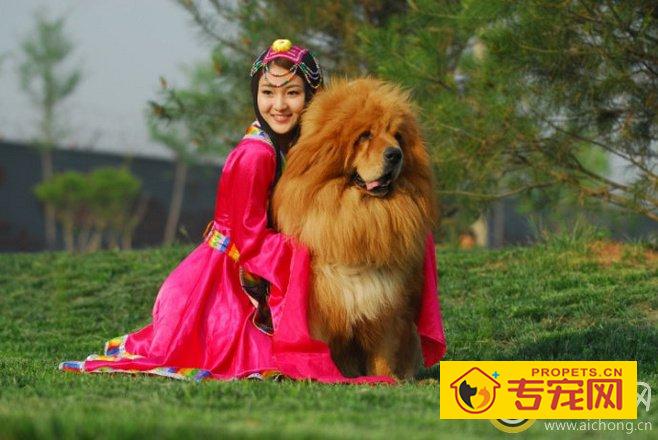 藏獒的性格特征是什么样的