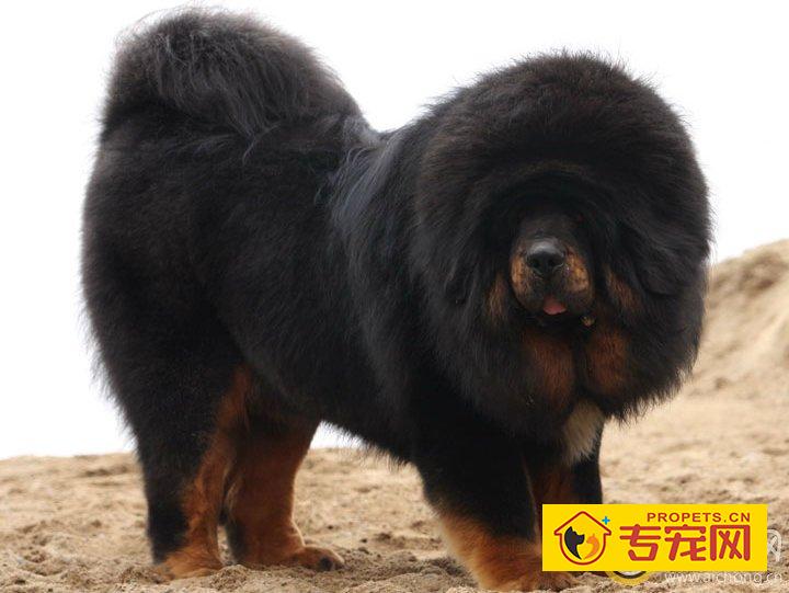 藏獒幼犬狗狗每日所需营养