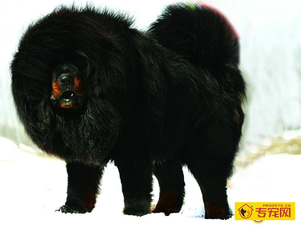 藏獒成长所需的营养成分