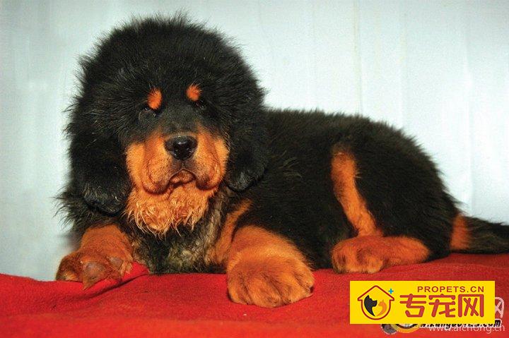 有哪些喂养藏獒的饲料