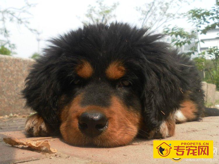 长知识 藏獒在藏区吃什么食物