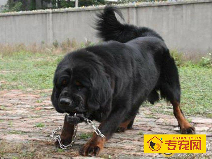 母藏獒最佳配种时间是什么时候