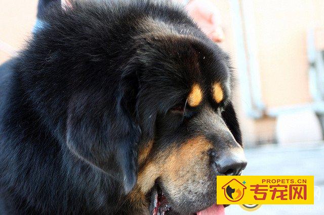 母藏獒发情期的症状表现