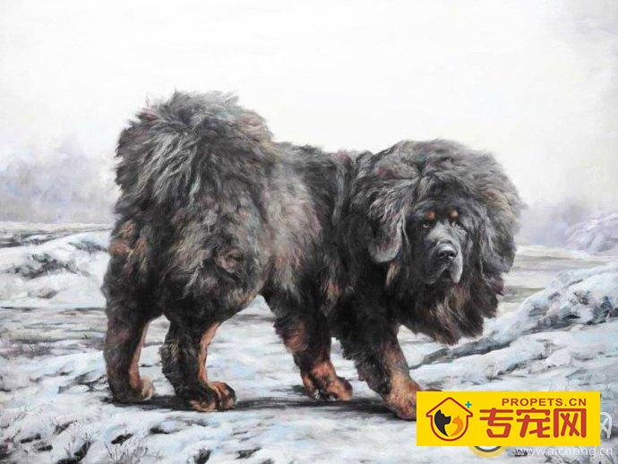 如何选择优秀健壮的种公藏獒