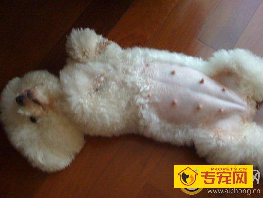 什么是狗狗的假妊娠