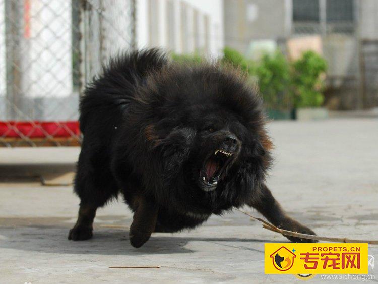 藏獒的产前准备及产前征兆