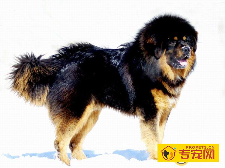 你知道藏獒的生产过程吗