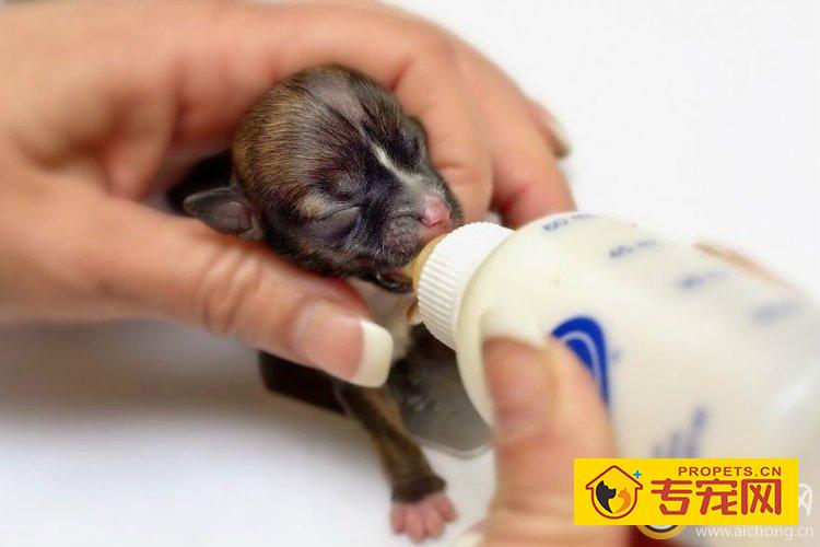 如何给新生金毛幼犬人工哺乳