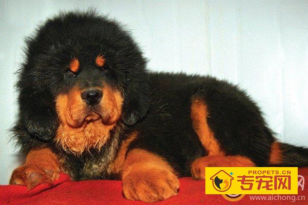 如何照顾刚出生的藏獒幼犬