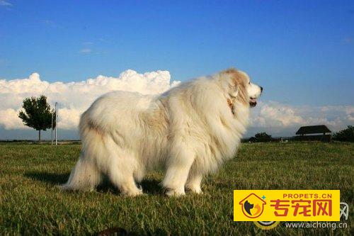 大白熊能长多大