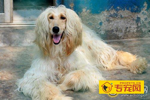 阿富汗猎犬多少钱一只