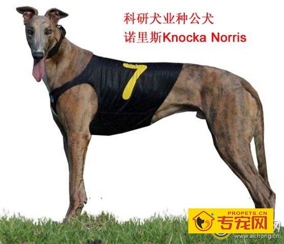 格力犬诺里斯图片和介绍