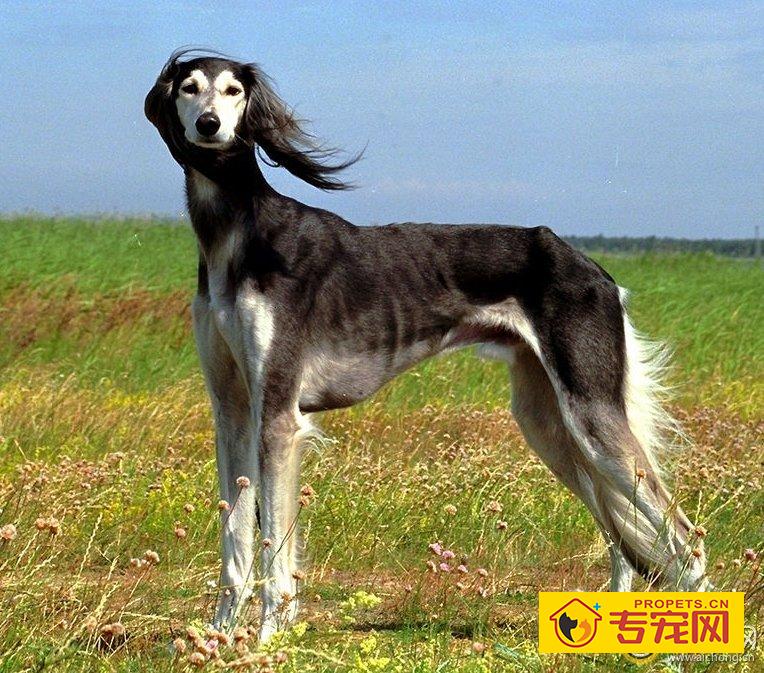 东非猎犬图片及资料介绍