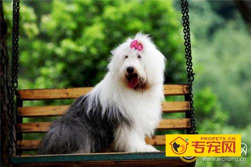 多乐士广告狗是什么狗