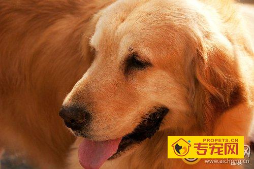 怎么训练金毛捡东西