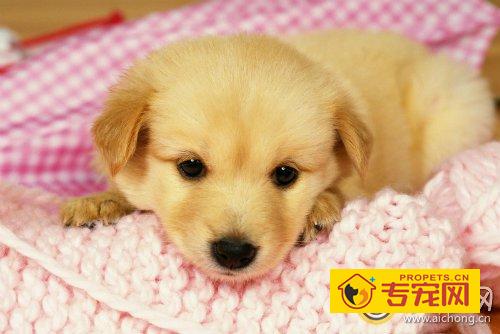 金毛多大开始训练