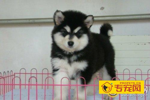 怎样挑选健康的阿拉斯加幼犬