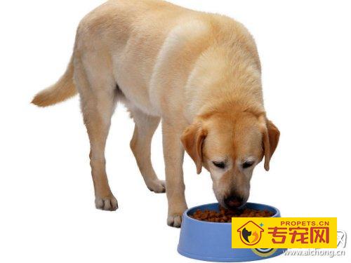 金毛可以吃剩饭么