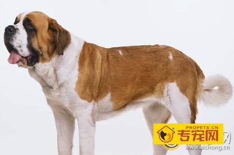 圣伯纳犬价格
