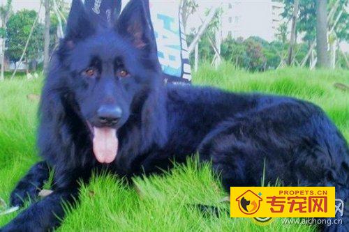 黑熊狗的饲养方法