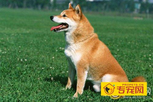 日本秋田犬好养吗