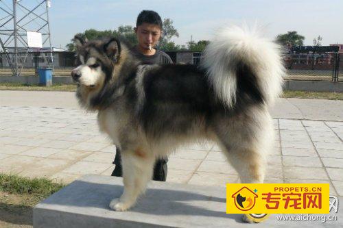 阿拉斯加犬好养吗 网友经验分享