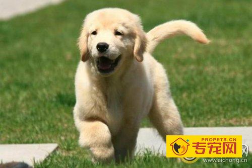 金毛犬的性格你了解多少