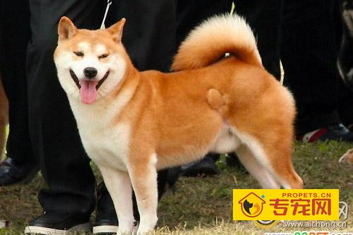 秋田犬性格怎么样