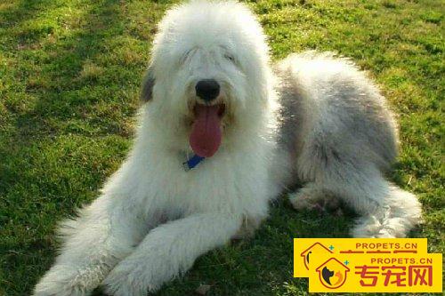 古牧犬好养吗 怎么养好古牧犬