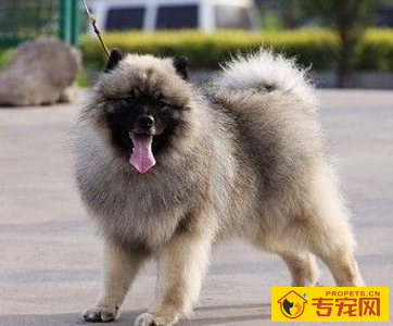 荷兰毛狮犬的性格 该犬性情很开朗