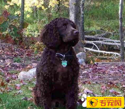 美国水猎犬的智商 该犬是优秀的看家犬
