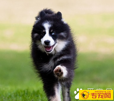 芬兰猎犬的形态特征 有非常匀称的身躯