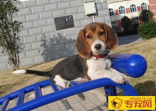 比格犬寿命 最受欢迎宠物狗前十位