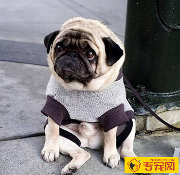 八哥犬能活多少年 不同的狗寿命不一样