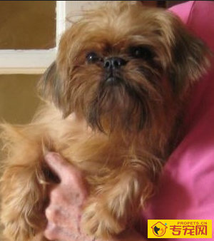 布鲁塞尔粗毛猎犬的形态特征 是小型布拉班孔犬