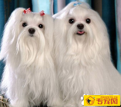 小型犬的寿命 它们寿命一般在15年左右