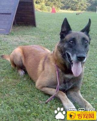 比利时玛利诺犬的形态特征 公犬通常要比母犬稍微高大