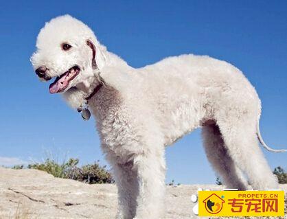 贝灵顿梗的特点 它有一颗狮子般的心