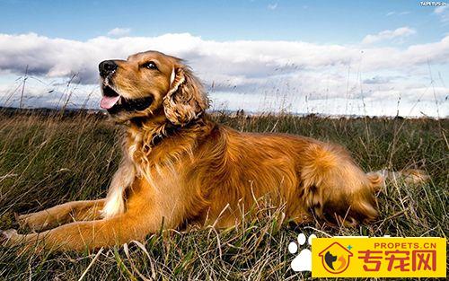 狗狗项圈、胸背带、牵引绳该如何选择 狗狗项圈的使用方法与选购原则